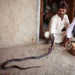 Indian Portraits